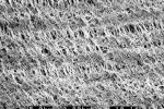 SEM Image of Gore Tex Filter Membrane